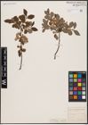 Foto von Salix aurita L.